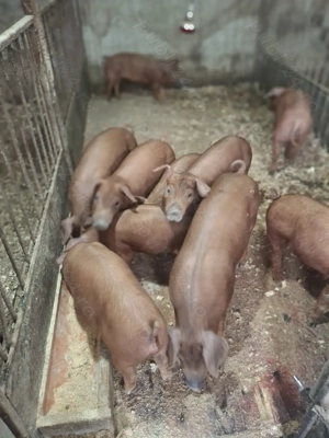 Purcei durok - imagine 6 Purcei durok - imagine 6