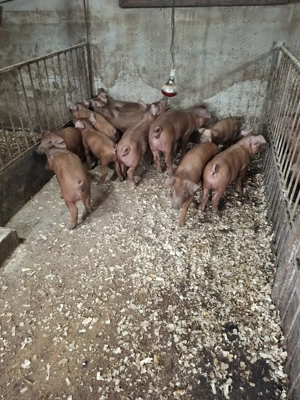 Purcei durok - imagine 3 Purcei durok - imagine 3