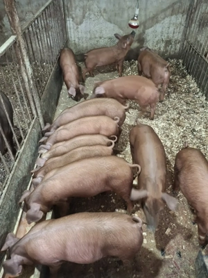 Purcei durok - imagine 2 Purcei durok - imagine 2