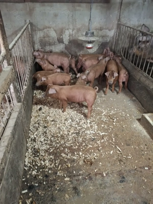 Purcei durok - imagine 5 Purcei durok - imagine 5