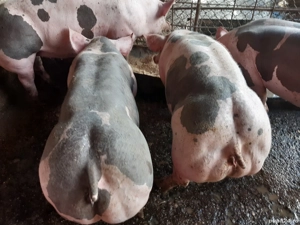 scrofițe pietrain belgian