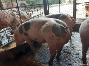 scrofițe pietrain belgian  - imagine 4