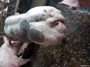 scrofițe pietrain belgian  - imagine 3