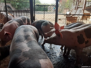 porci pietrain si pic ptr Crăciun - imagine 2