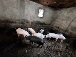 purcei      - imagine 3