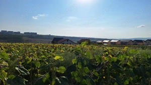 Vand teren intravilan, 5000 mp, Iasi, Rediu, Podisul Beldiman - imagine 5