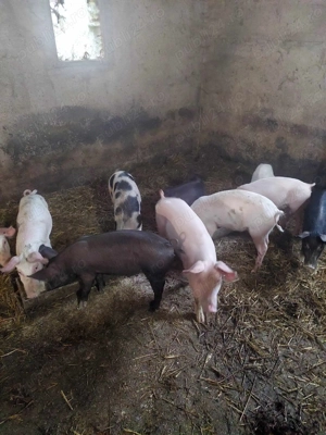 purcei      - imagine 2