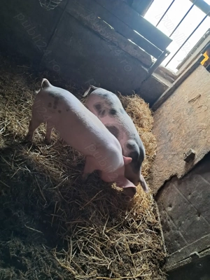 Purcei de vânzare (50-55kg)