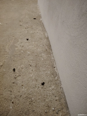 Dezinsecție și deratizare  - imagine 5