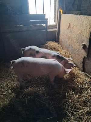 Purcei de vânzare (50-55kg) - imagine 2