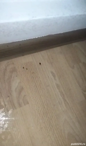 Dezinsecție și deratizare  - imagine 2