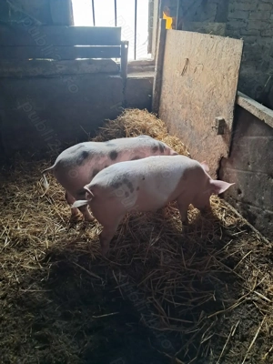 Purcei de vânzare (50-55kg) - imagine 3