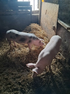 Purcei de vânzare (50-55kg) - imagine 4