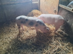 Purcei de vânzare (50-55kg) - imagine 5