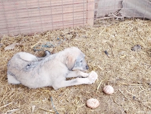 catei 4 luni - imagine 2