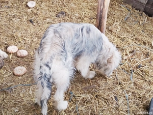 catei 4 luni - imagine 4