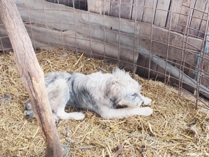 catei 4 luni - imagine 3