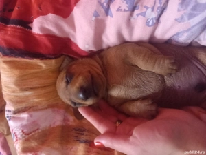 vand puitut mascul teckel