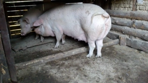 Vand o purcea la alegere - imagine 4