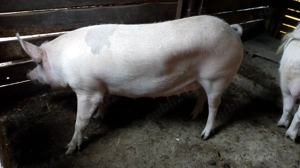 Vand o purcea la alegere - imagine 3