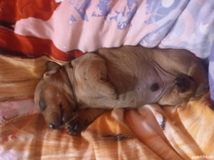 vand puitut mascul teckel  - imagine 3