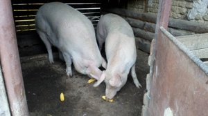 Vand o purcea la alegere - imagine 2