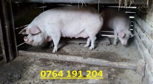 Vand o purcea la alegere