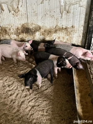 purcei de 8 saptamani - imagine 2