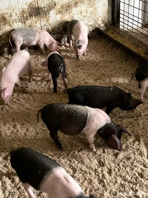 purcei de 8 saptamani - imagine 3