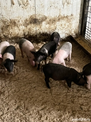 purcei de 8 saptamani - imagine 4