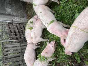 Vând șoldani de 6 luni!  - imagine 2