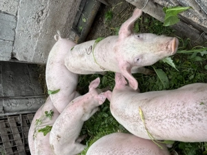 Vând șoldani de 6 luni!  - imagine 3