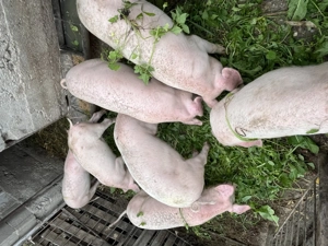 Vând șoldani de 6 luni!  - imagine 4