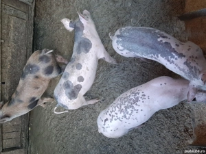 Vand porci - imagine 3 Vand porci - imagine 3