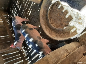 Vand porci - imagine 4 Vand porci - imagine 4