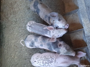 Vand grasuni - imagine 2 Vand grasuni - imagine 2