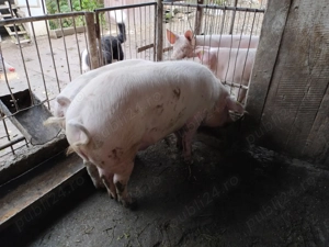 Porci grași de vanzare - imagine 2