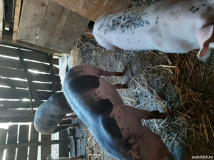 Vand grasuni - imagine 5 Vand grasuni - imagine 5