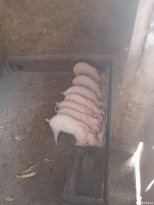 purcei de vânzare landras cu marele alb vaccinati antarcati mănâncă singuri faina uscată de porumb