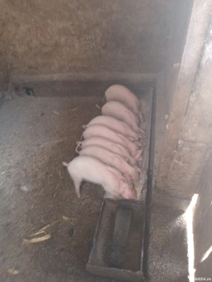 purcei au 3 luni castrati pozele cu porcii mari e monta purceilor de vânzare ,landras cu marele alb  - imagine 2