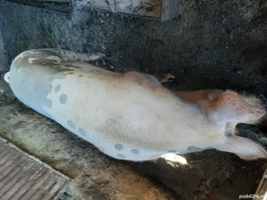 Vand porci - imagine 2 Vand porci - imagine 2