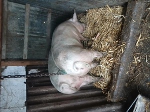 Porci de crăciun 