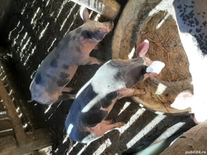 Vand porci - imagine 5 Vand porci - imagine 5