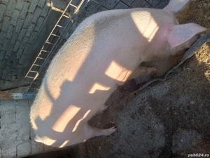 porc de vanzare