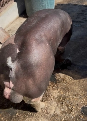 vier pietrain  - imagine 2