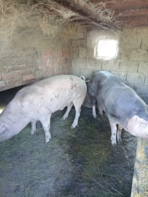 Porci și purcei  - imagine 3