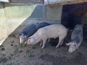 Porci și purcei  - imagine 4