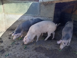 Porci și purcei  - imagine 2