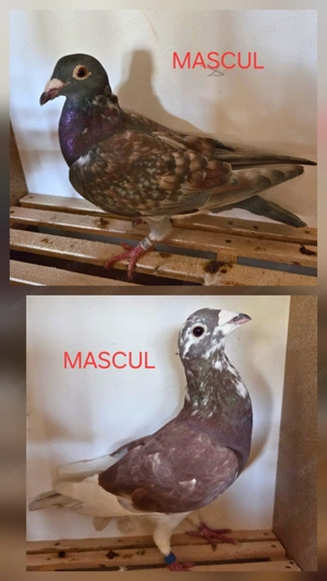 Vand Porumbei Voiajori Colorati