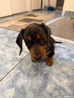 Teckel arlechin - imagine 3